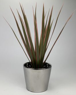 Dracena Bicolor – Doniczka “Lustro”
