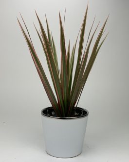 Dracena Bicolor – Doniczka “Błękit”