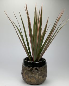 Dracena Bicolor – Doniczka “Brąz2”