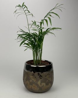 Chamedora Mała – Doniczka “Brąz2”