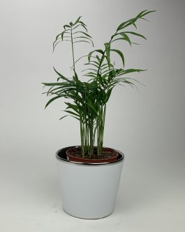 Chamedora Mała – Doniczka “Biała”