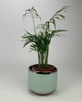 Chamedora Mała – Doniczka “Miętowa”