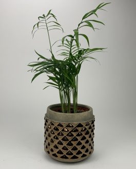 Chamedora Mała – Doniczka “Brąz1”