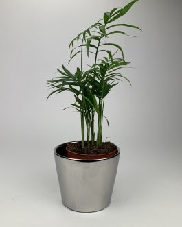 Chamedora Mała – Doniczka “Lustro”