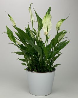 Skrzydłokwiat – Doniczka “Biała”