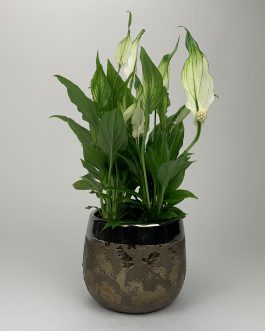 Skrzydłokwiat – Doniczka “Brązowa”