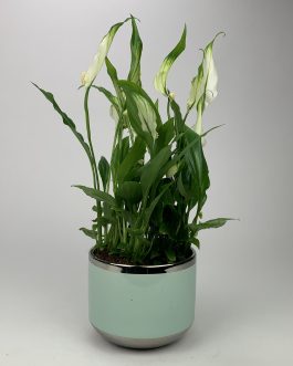 Skrzydłokwiat – Doniczka “Miętowa”