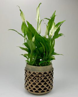 Szkrzydłokwiat – Doniczka “Brązowa”