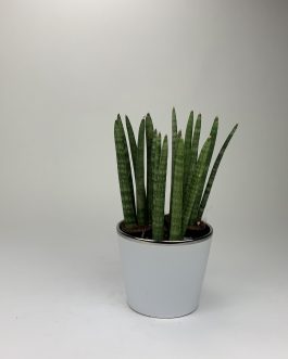 Sansewieria Cylindrica