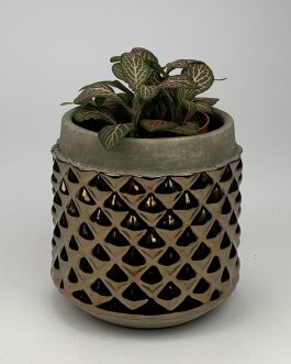 Fitonia #1 – Doniczka “Brąz1”