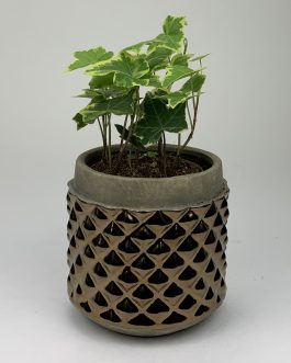 Bluszcz – Doniczka “Brąz”