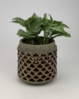 Fitonia #2 – Doniczka “Brąz1”