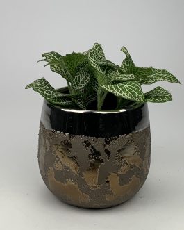 Fittonia #1 – doniczka “Brązowa”