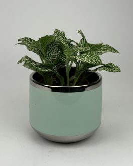 Fitonia #2 – Doniczka “Miętowa”