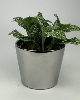 Fitonia #2 – Doniczka “Lustro”