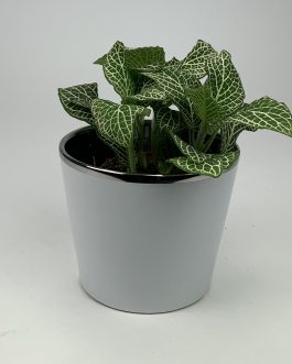 Fitonia #2 – Doniczka “Biała”