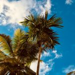 Egzotyka w naszym domu – palmy.